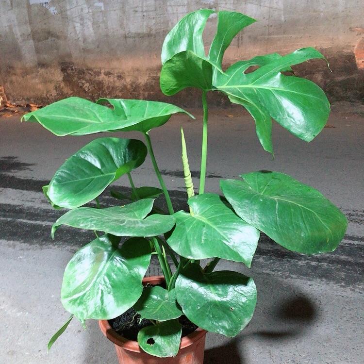 Cây Trầu Bà Lá Rách