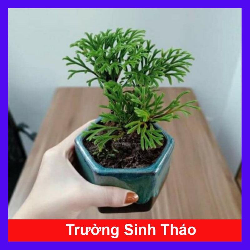 Cây Trường Sinh Thảo - cây cảnh bonsai + tặng phân bón cho cây mau lớn