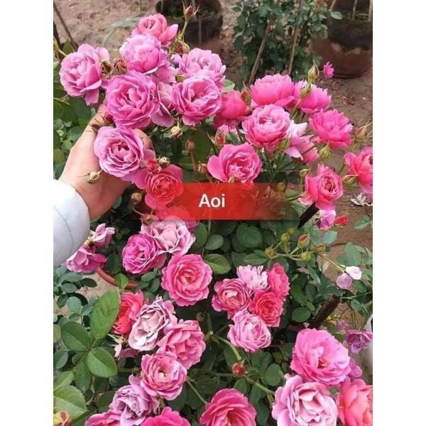 Hồng Aoi nguyên bản, bông chùm hoa khoẻ bền
