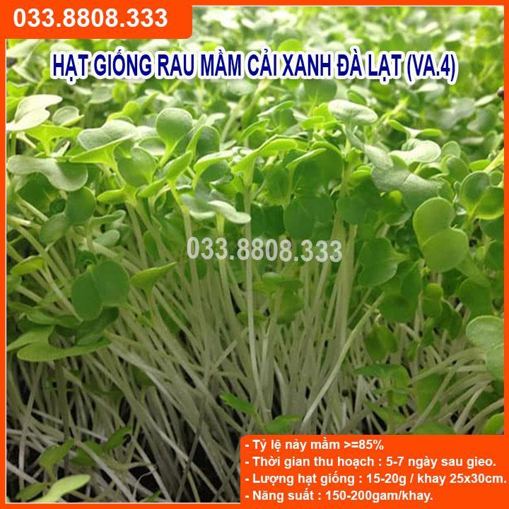 50G HẠT GIỐNG RAU MẦM CẢI XANH ĐÀ LẠT  NẢY MẦM NHANH