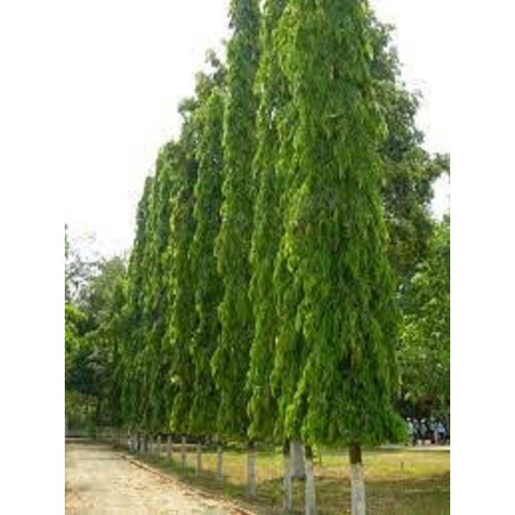 Cây giống'' Hoàng Nam'' .Giá tốt, chất lượng
