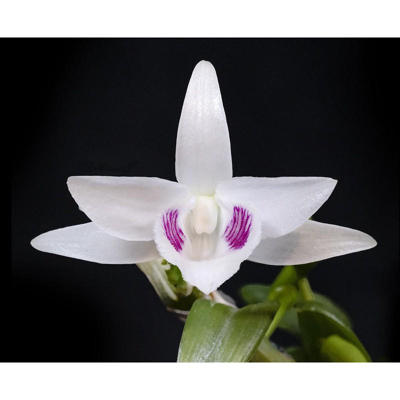 Phi Điệp 5 Cánh Trắng Phú Thọ Gieo Hạt 20Cm cam kết chất lượng