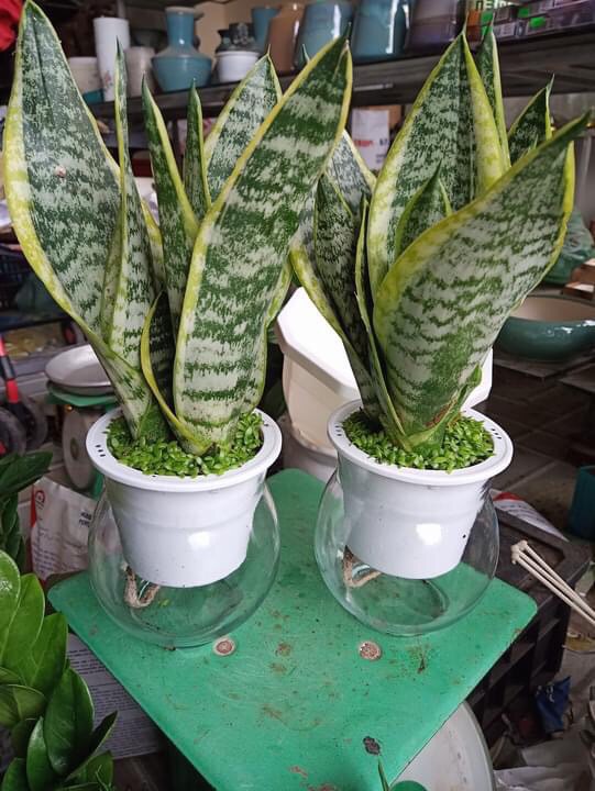 3 Chậu nhựa trồng cây thủy sinh, thủy canh bằng nhựa trong suốt MÃ 9110