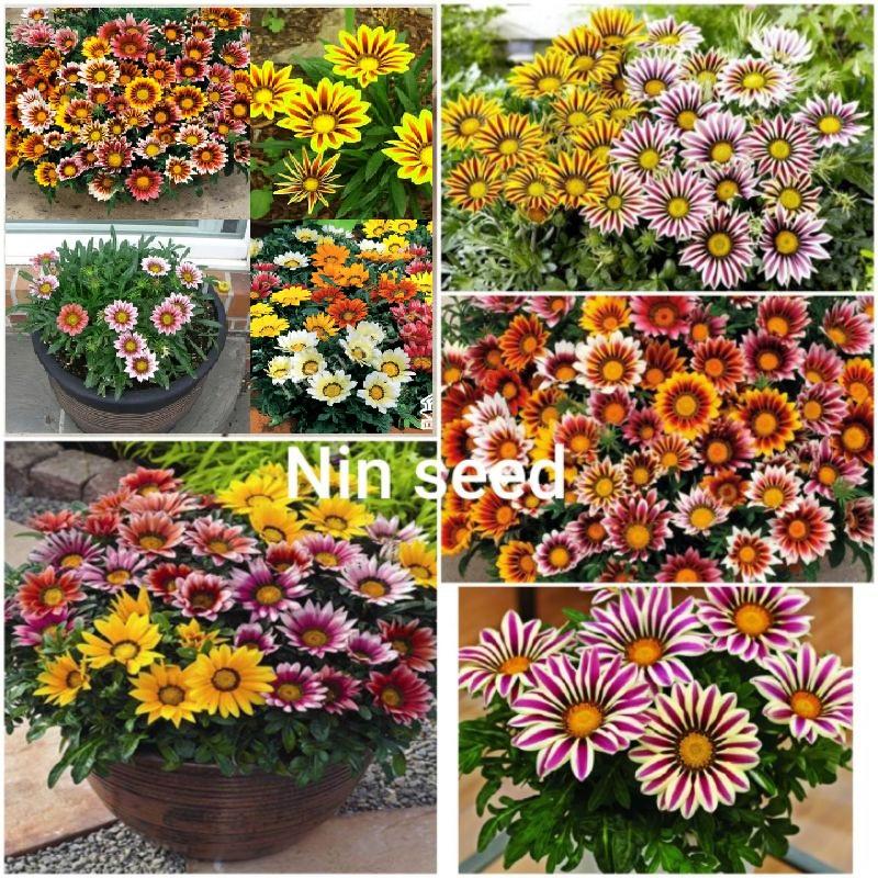 Combo 2 gói Hạt giống hoa cúc huân chương mix màu -1 gói 50 hạt