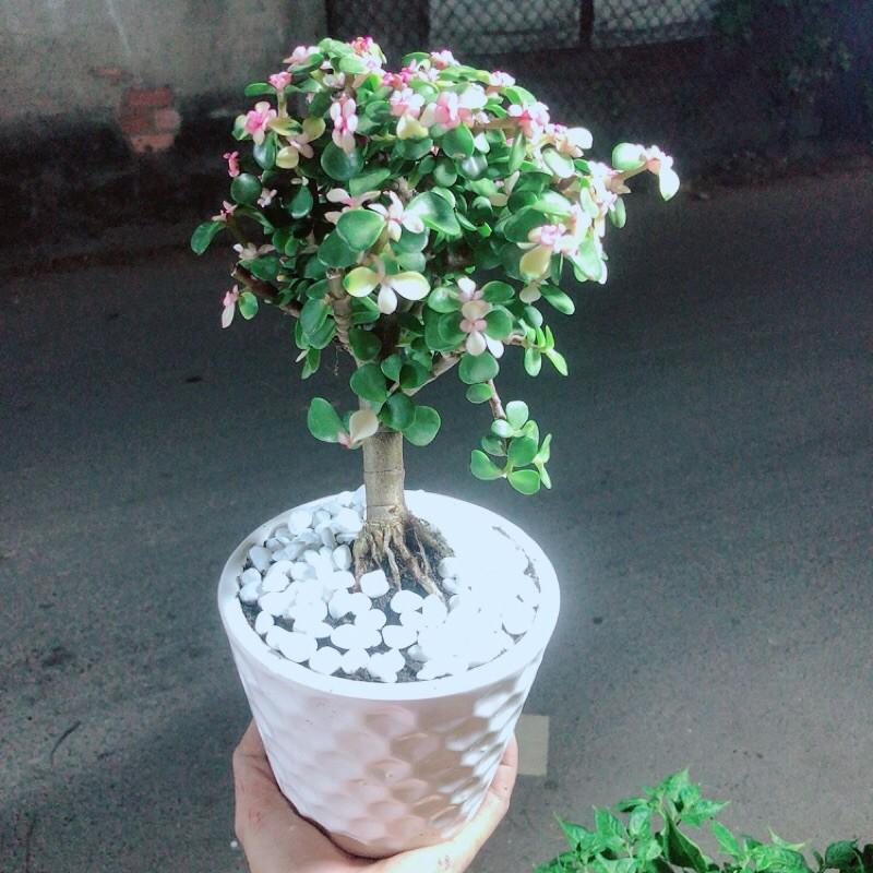 Chậu Cành Vàng Lá Ngọc Cổ Thụ