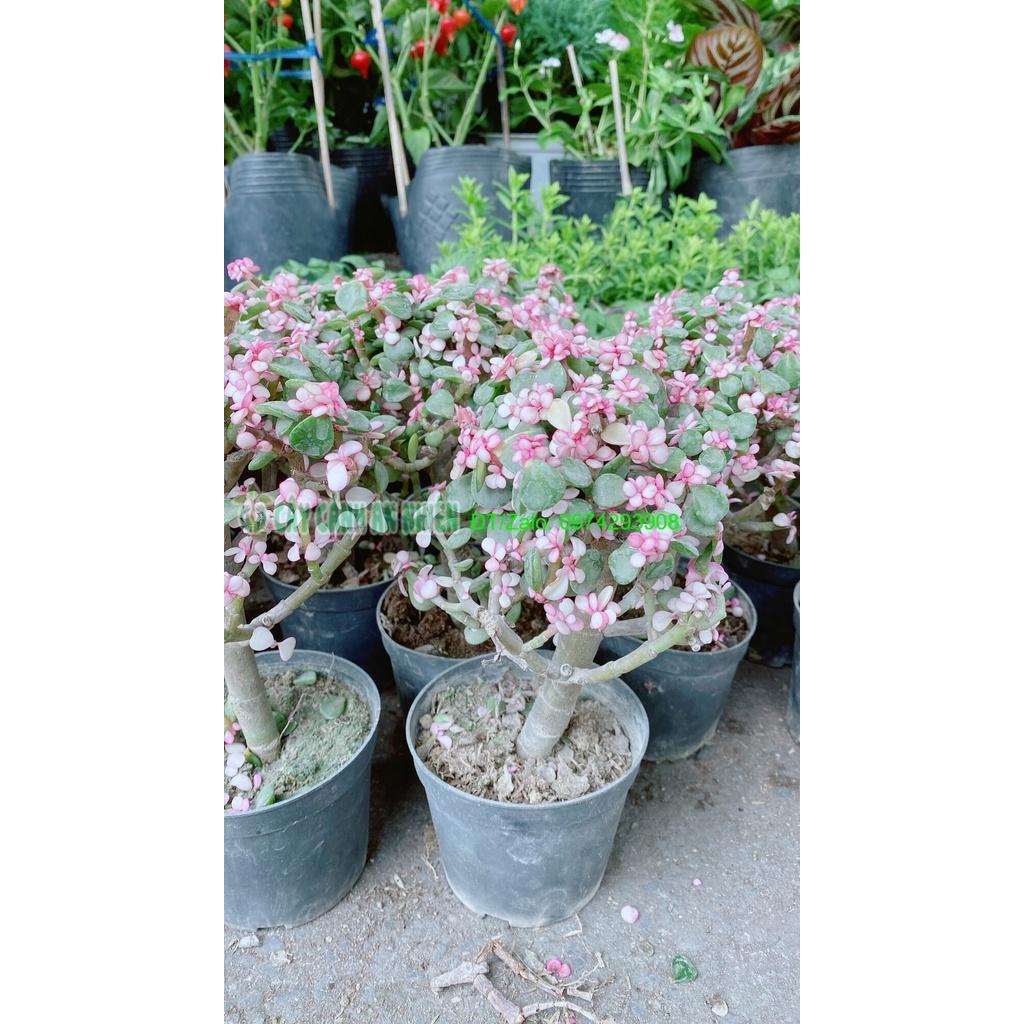 Cành Vàng Lá Ngọc