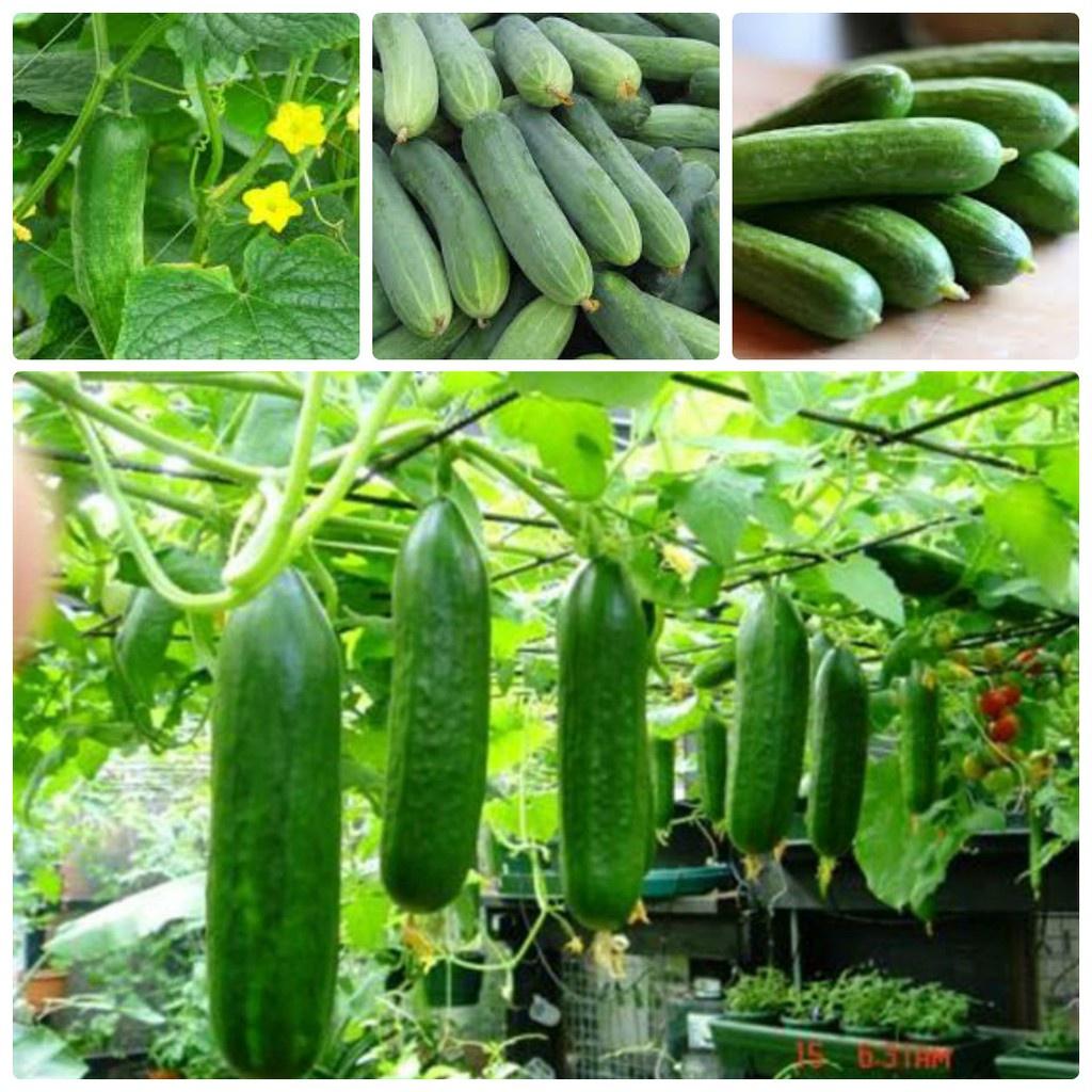 Hạt giống Dưa chuột nếp ta