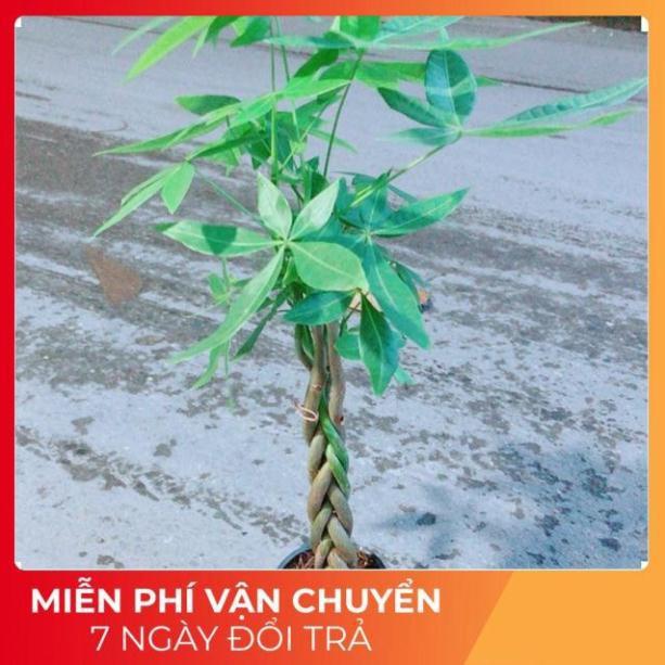 Kim Ngân Thắt Bính