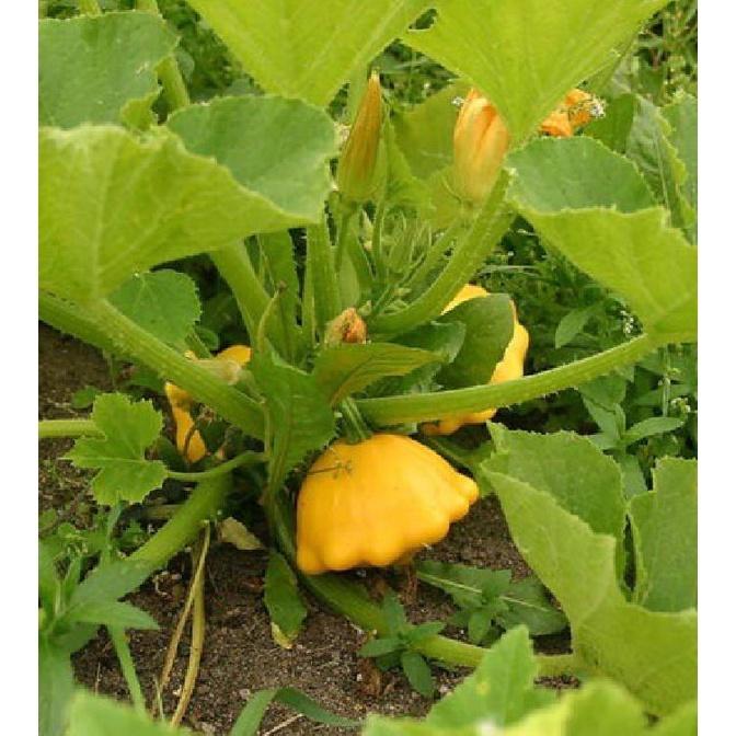 Hạt giống bí đĩa bay mix màu KNS323- Gói 10 hạt