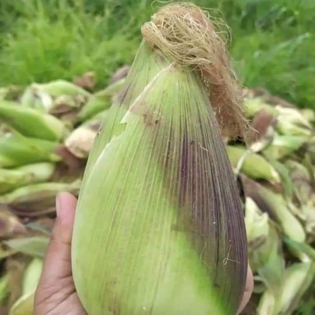 Hạt giống bắp nù sữa gói 1 kg chính hãng