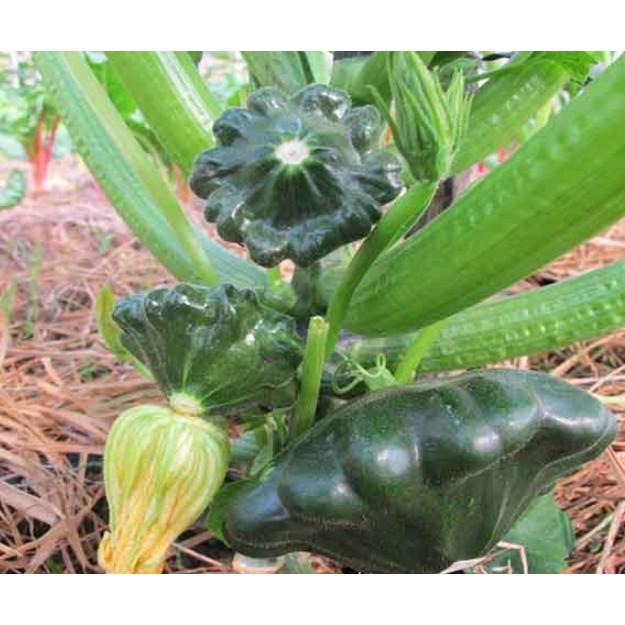 Combo hạt giống bí đĩa bay mix