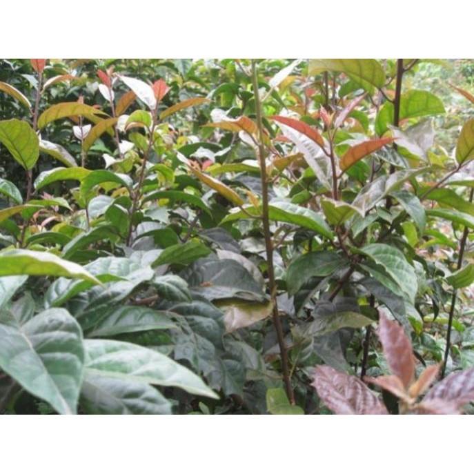 COMBO 3 CÂY XẠ ĐEN - cây giống gửi đi nguyên bầu