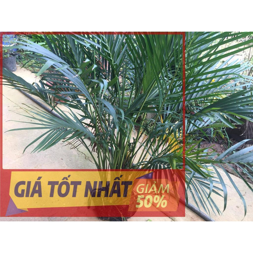 (GIẢM GIÁ) Cây CAU PHÚ QUÝ, size trung