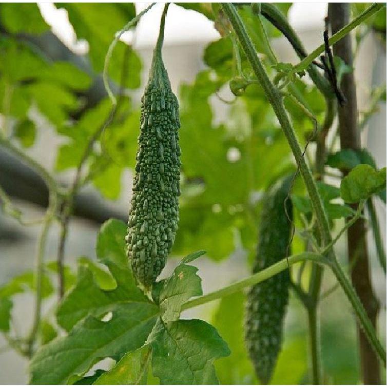 Combo 3 gói Hạt giống khổ qua gai xanh-Gói 10 hạt/tặng kèm gói phân bón lót