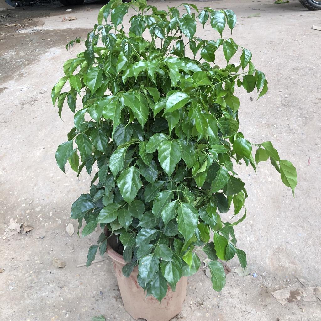 Cây hạnh phúc size to, Cao 80cm bụi to đẹp, mang nhiều ý nghĩa phong thủy tốt, thích hợp trang trí nội thất