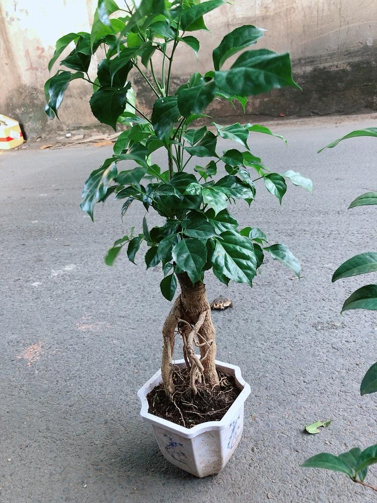 Cây Hạnh Phúc Bonsai