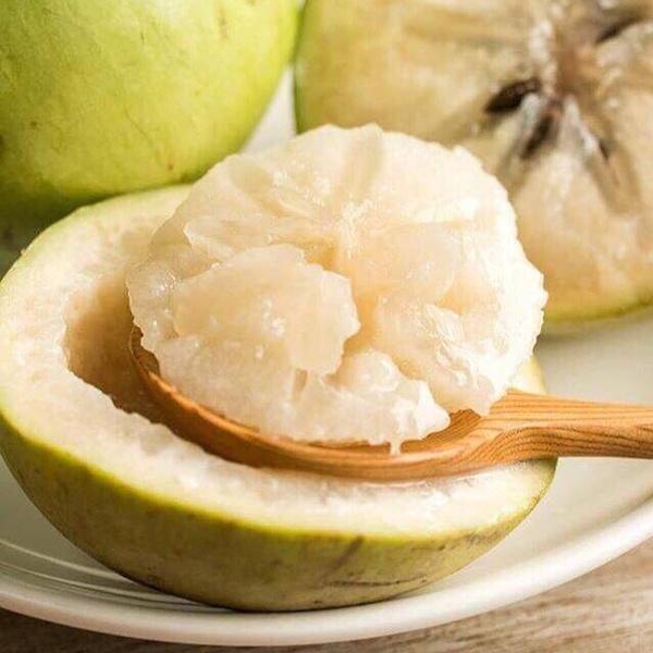 CÂY GIỐNG Vú sữa Lò Rèn quả sớm siêu ngọt