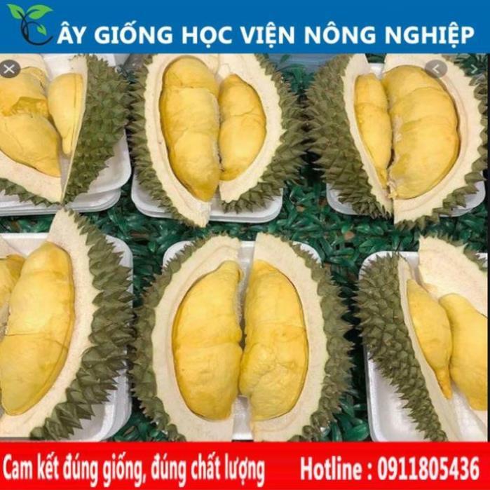 Sản phẩm Cây Ăn Trái cây sầu riêng năng suất cao- cây ăn quả