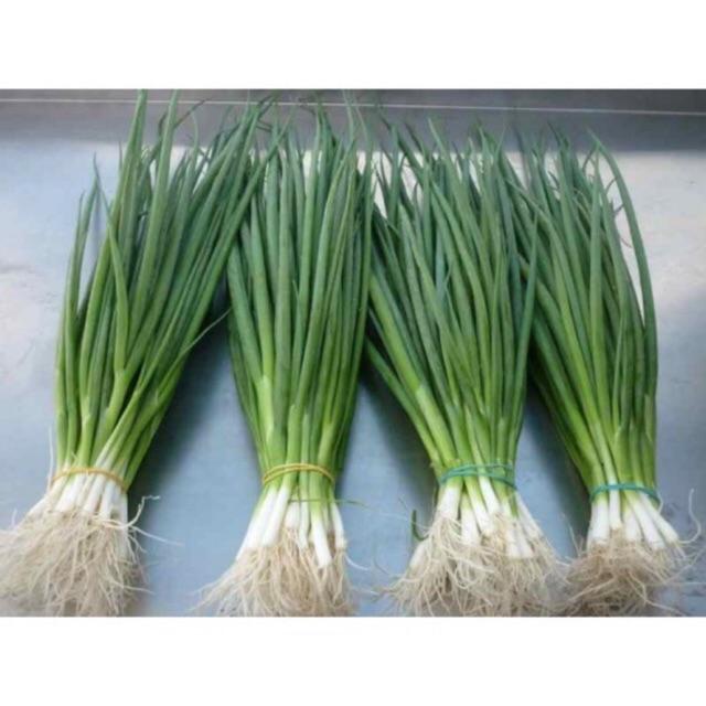 Hạt giống Hành Hương Cao Sản - Hành lá