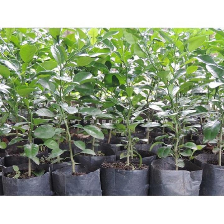 Cây giống chanh tứ quý RA QUẢ 4 MÙA NHANH SIÊU QUẢ CHUẨN GIỐNG