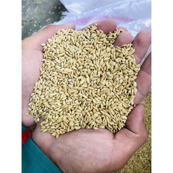 Lúa tiêu ruột đỏ, thức ăn yêu thích chim cu gáy 1kg
