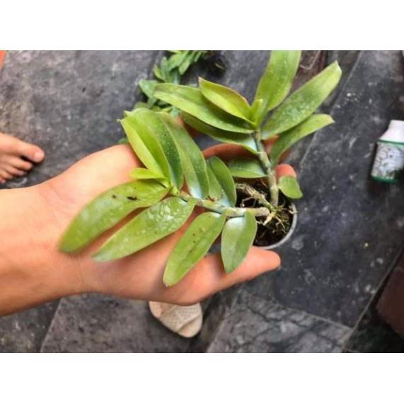 Trầm 6 mắt lai trầm 5ct