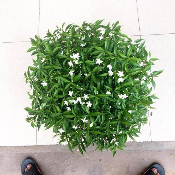COMBO 5 BẦU CÂY GIỐNG MAI VẠN PHÚC