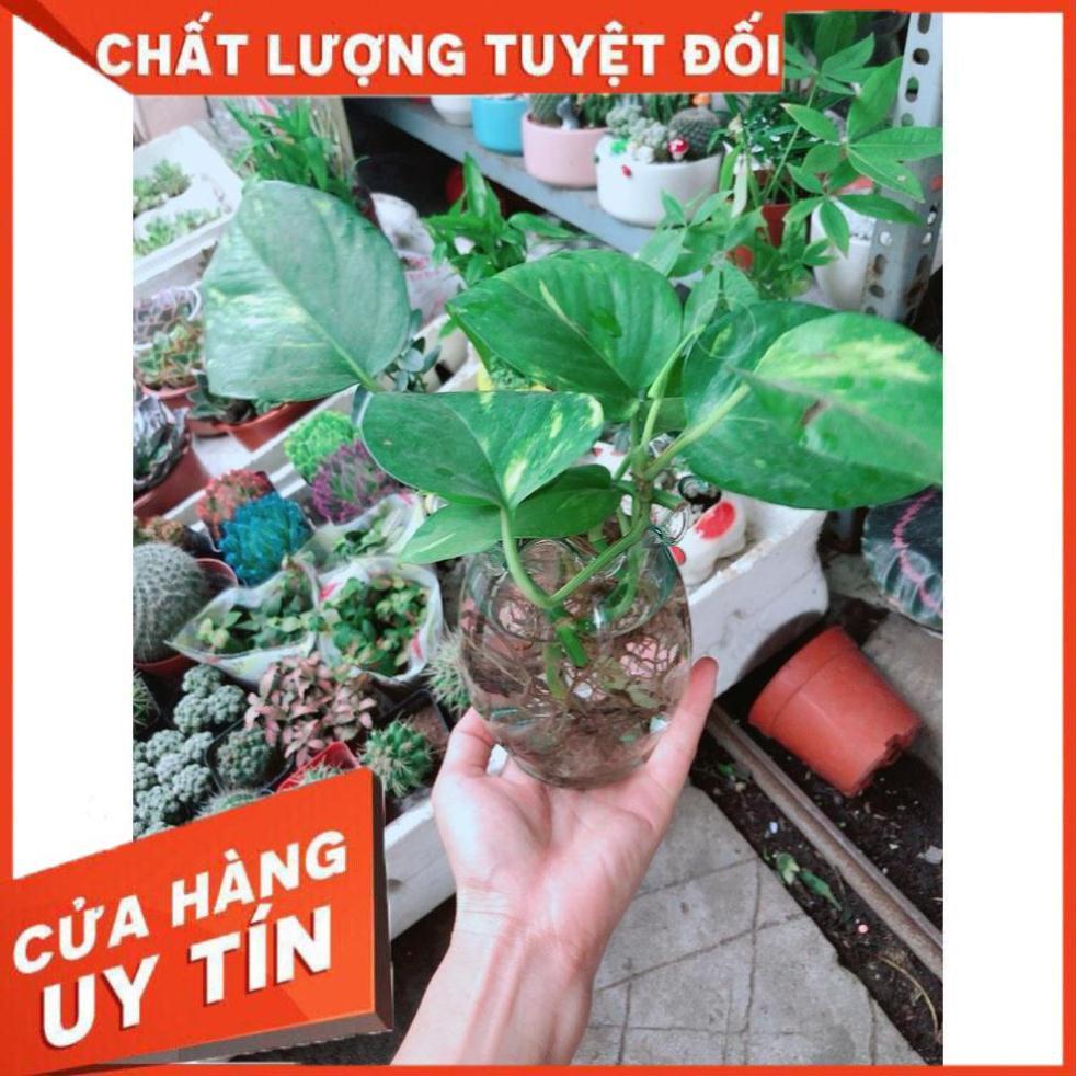 Chậu Trầu Bà Thủy Sinh