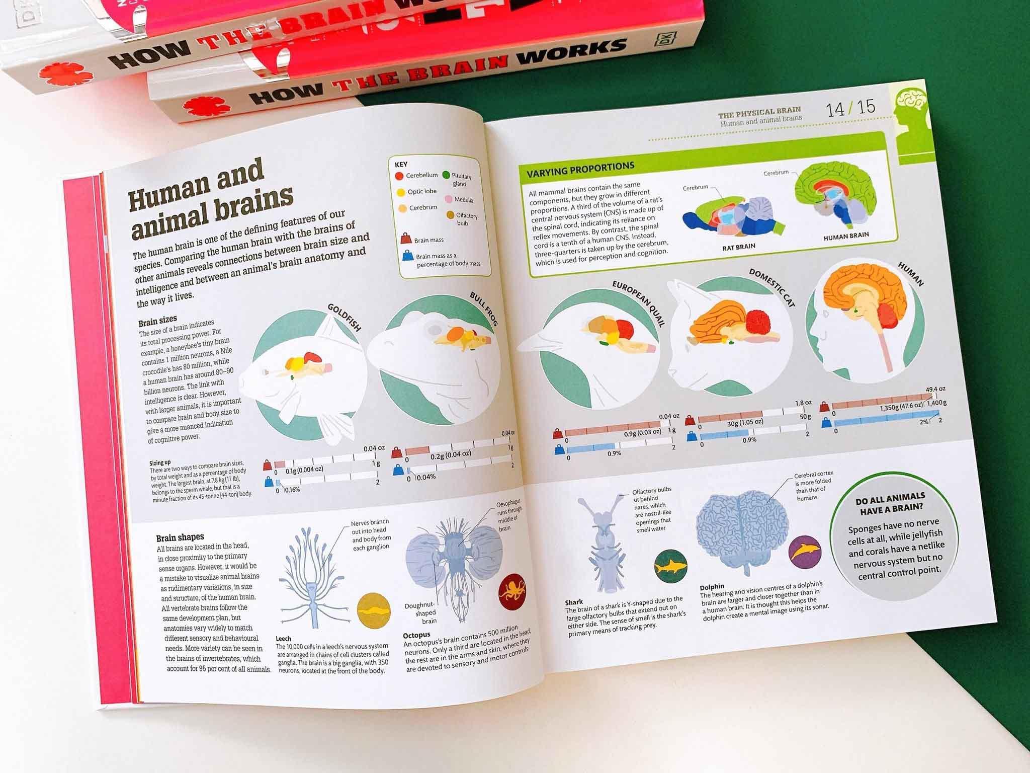 How the Brain Works : The Facts Visually Explained