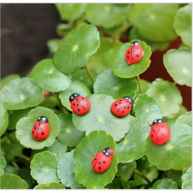 Combo 05 mô hình bọ dừa Ladybug trang trí công trình bonsai, miniature, tiểu cảnh