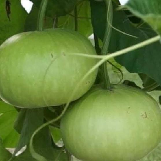 Combo 2 Gói Hạt giống bầu quả tròn Thái lan-gói 10 hạt/tặng kèm gói phân bón lót