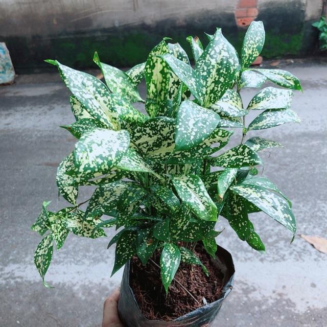 Trúc Nhật Đốm