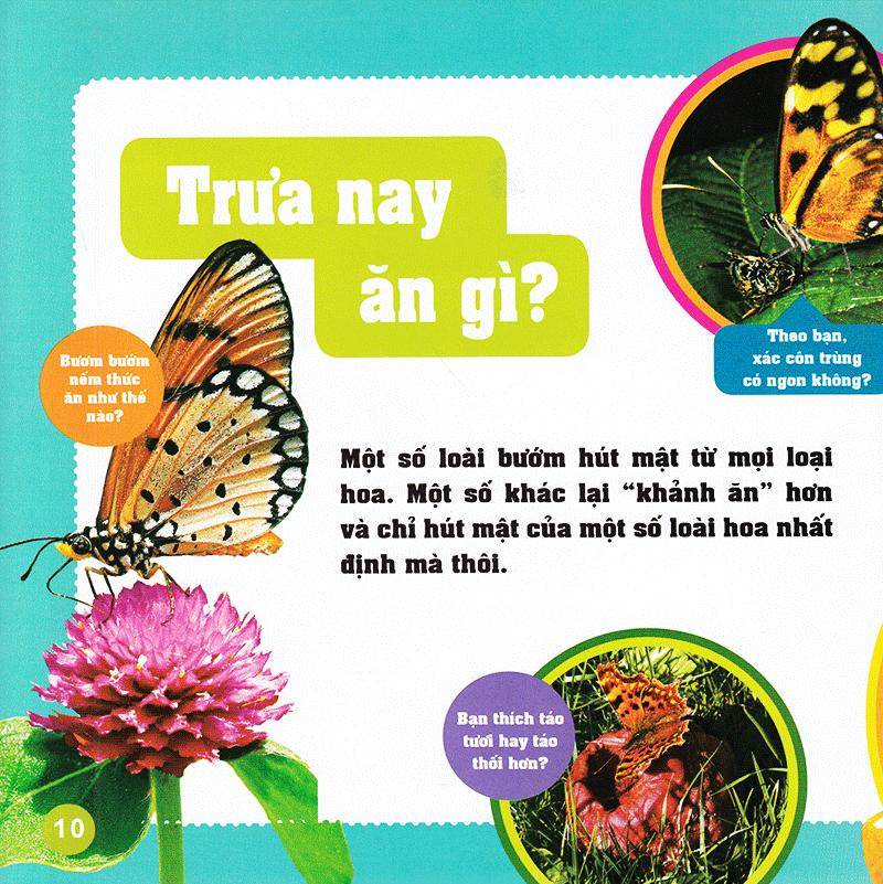Khám Phá Thế Giới Diệu Kì - Bươm Bướm
