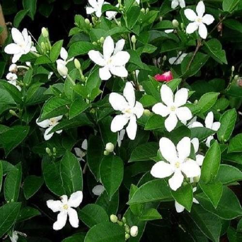 CÂY LỚN MAI VẠN PHÚC SIÊU ĐẸP SIÊU RẺ