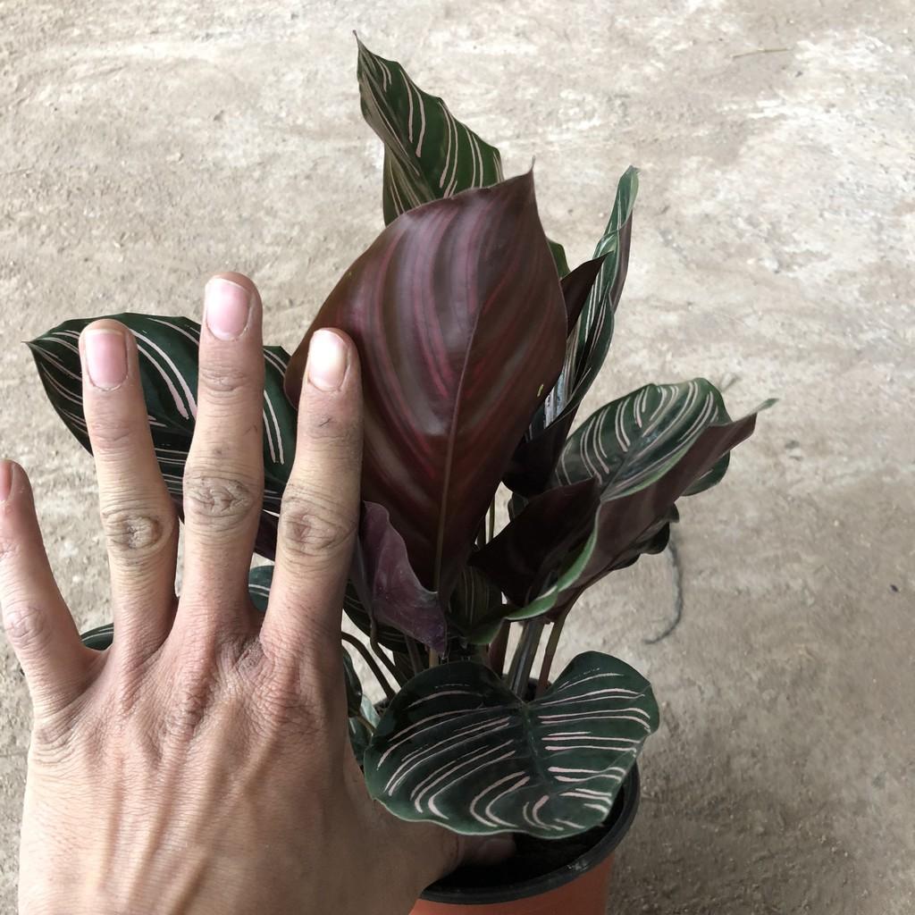 Cây đuôi công sọc, chiều cao cây 17-20cm, bụi cây to khỏe lá sọc cực đẹp dễ chăm sóc, thích hợp trang trí nội thất