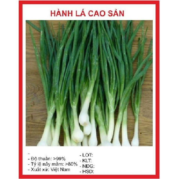 Hạt giống Hành hương cao sản F1 - 1 gói 2 gr