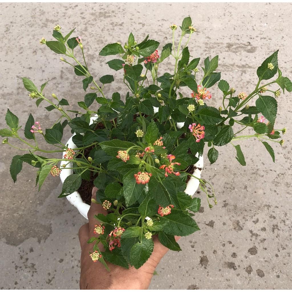 Chậu cây hoa Ngũ Sắc màu hồng