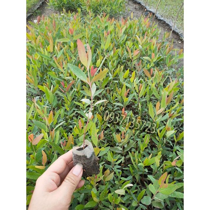 Combo 15 cây bạch đàn cây giống