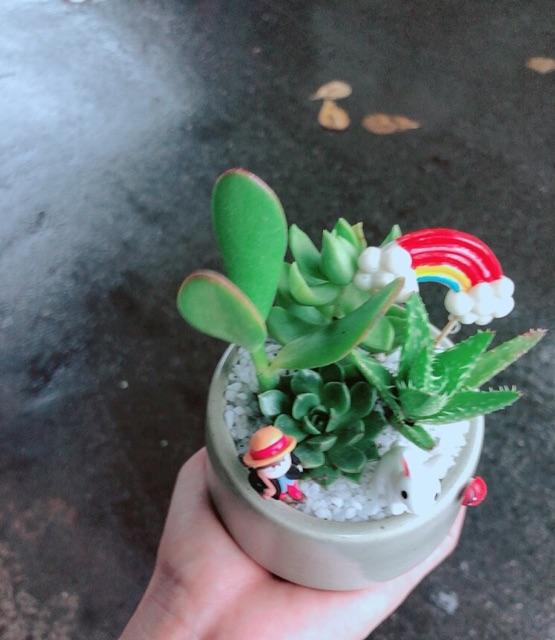 Chậu sen đá tiểu cảnh