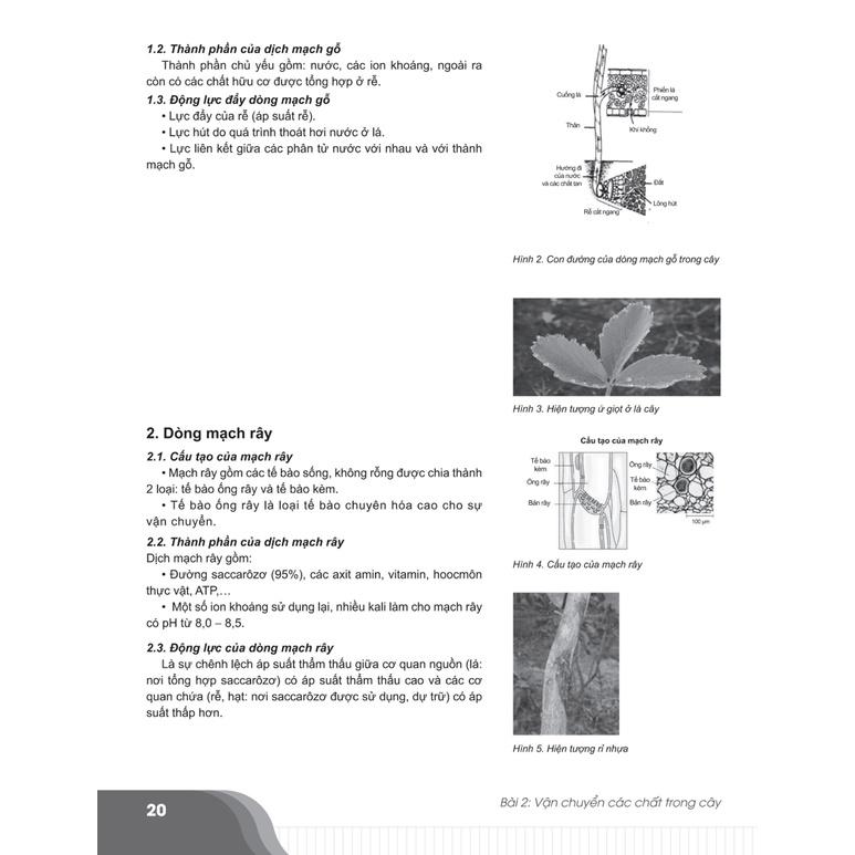 Sách - Combo Bí quyết chinh phục điểm cao 11 Tiếng anh + Sinh học (tập 1 + tập 2)