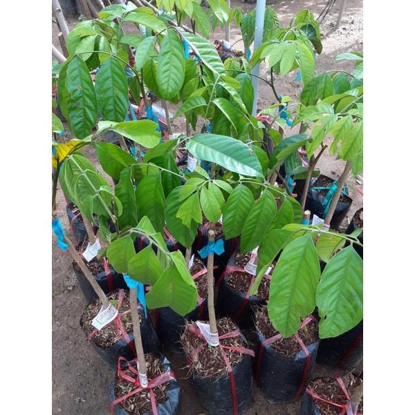 Cây bòn bon Thái lan ghép, cây đẹp, ra quả sau 6 tháng trồng, giống nhập khẩu