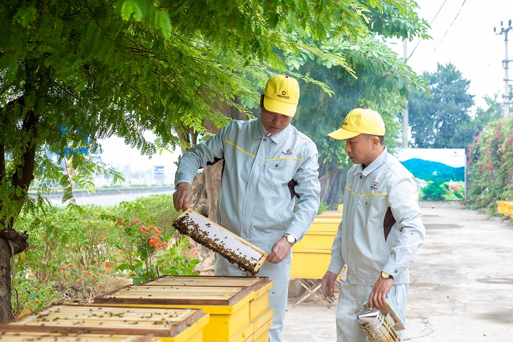 Mật ong gừng honeco