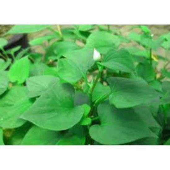 3 cây diếp cá nhỏ- giao hàng 7 ngày