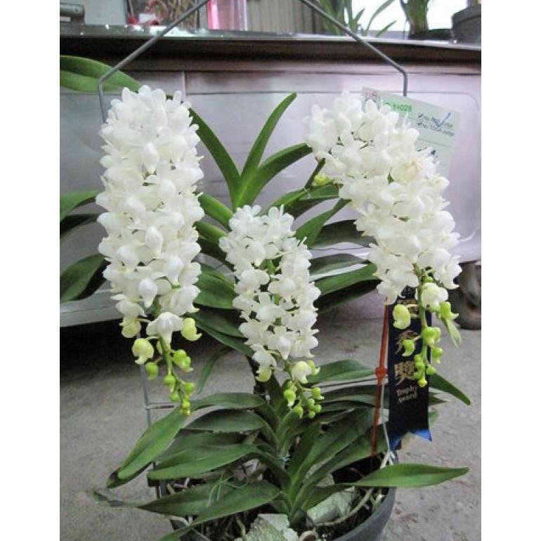 Hoa lan bạch nhạn + 700g phân thỏ hữu cơ