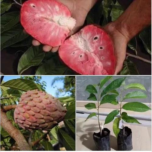 Giống cây na đỏ