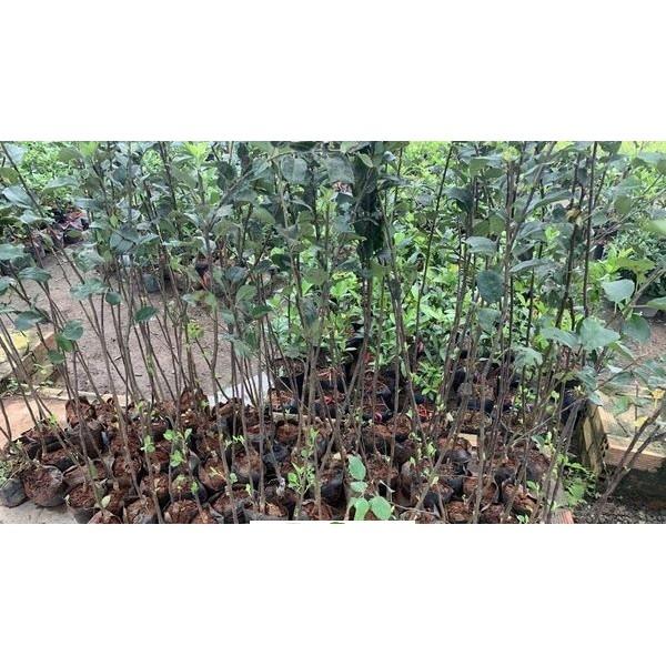 Cây táo nhập khẩu, Cây Táo Juliet, giống táo biểu tượng nước pháp