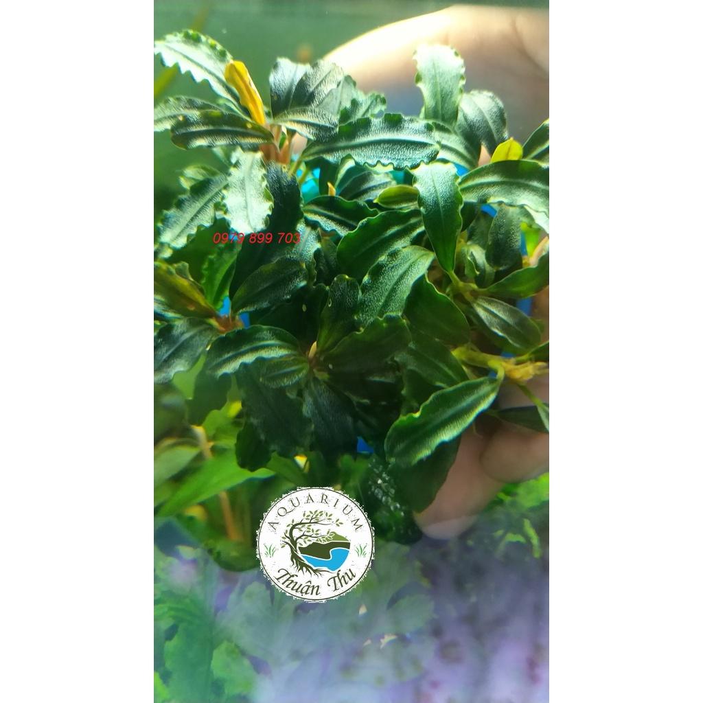 Cây Bucep Phalandra random lá nhỏ siêu đẹp- Cây thủy sinh đẹp dễ trồng