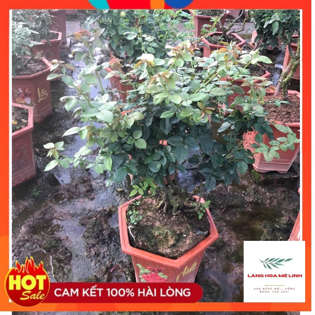Hoa hồng bonsai– Hoa hồng thế nghệ thuật dành cho người yêu hoa.