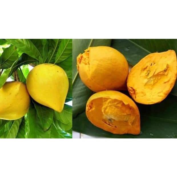 Cây Giống Lêkima chuẩn giống