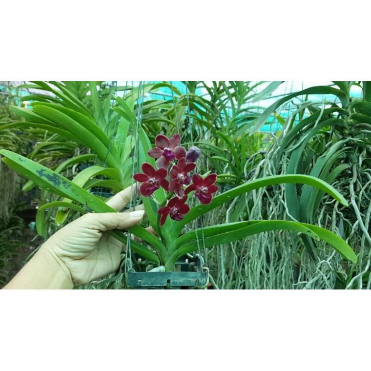 Hoa phong lan ngọc điểm lai